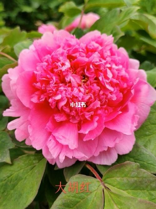 菏泽宏德牡丹芍药鲜切花