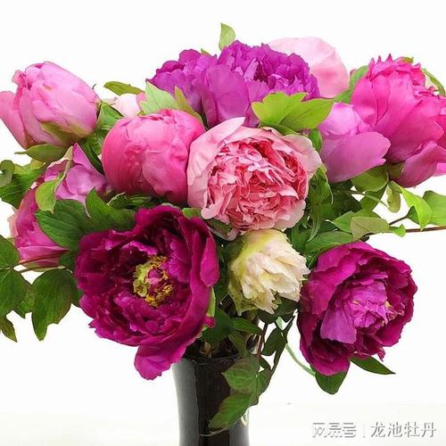 牡丹鲜切花如何选择合适的品种和养护?