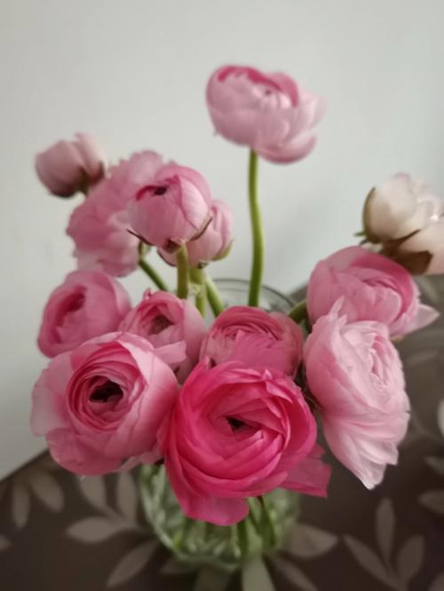我的洋牡丹鲜切花美哒哒